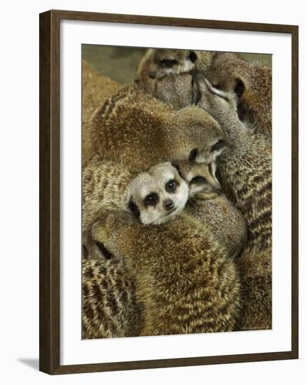 Meerkat Protecting Young, Australia-David Wall-Framed Photographic Print