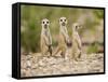 Meerkat Pups, Namibia-Paul Souders-Framed Stretched Canvas