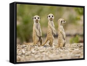 Meerkat Pups, Namibia-Paul Souders-Framed Stretched Canvas
