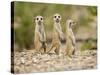 Meerkat Pups, Namibia-Paul Souders-Stretched Canvas