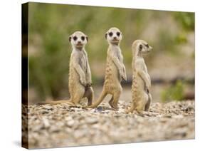 Meerkat Pups, Namibia-Paul Souders-Stretched Canvas