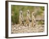 Meerkat Pups, Namibia-Paul Souders-Framed Photographic Print