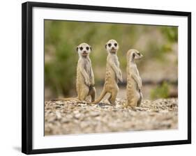 Meerkat Pups, Namibia-Paul Souders-Framed Photographic Print