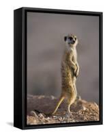 Meerkat Sentinel (Suricatta Suricata), Kgalagadi Transfrontier Park, Northern Cape, South Africa-Ann & Steve Toon-Framed Stretched Canvas