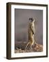 Meerkat Sentinel (Suricatta Suricata), Kgalagadi Transfrontier Park, Northern Cape, South Africa-Ann & Steve Toon-Framed Photographic Print