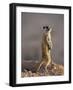 Meerkat Sentinel (Suricatta Suricata), Kgalagadi Transfrontier Park, Northern Cape, South Africa-Ann & Steve Toon-Framed Photographic Print