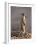 Meerkat Sentinel (Suricatta Suricata), Kgalagadi Transfrontier Park, Northern Cape, South Africa-Ann & Steve Toon-Framed Photographic Print