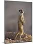 Meerkat Sentinel (Suricatta Suricata), Kgalagadi Transfrontier Park, Northern Cape, South Africa-Ann & Steve Toon-Mounted Photographic Print