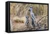 Meerkat Sentry Keeping Watch for Predators-Alan J. S. Weaving-Framed Stretched Canvas