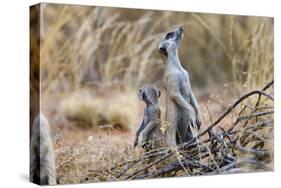 Meerkat Sentry Keeping Watch for Predators-Alan J. S. Weaving-Stretched Canvas
