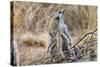 Meerkat Sentry Keeping Watch for Predators-Alan J. S. Weaving-Stretched Canvas