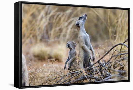 Meerkat Sentry Keeping Watch for Predators-Alan J. S. Weaving-Framed Stretched Canvas