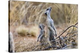 Meerkat Sentry Keeping Watch for Predators-Alan J. S. Weaving-Stretched Canvas