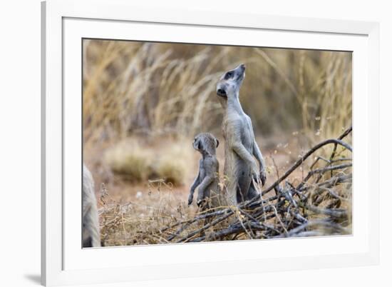 Meerkat Sentry Keeping Watch for Predators-Alan J. S. Weaving-Framed Photographic Print