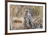 Meerkat Sentry Keeping Watch for Predators-Alan J. S. Weaving-Framed Photographic Print