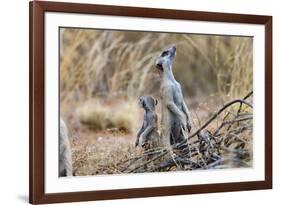 Meerkat Sentry Keeping Watch for Predators-Alan J. S. Weaving-Framed Photographic Print