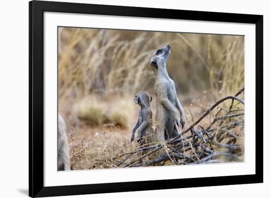 Meerkat Sentry Keeping Watch for Predators-Alan J. S. Weaving-Framed Photographic Print