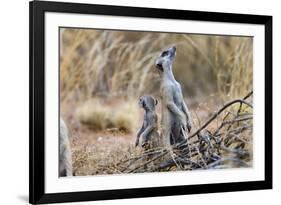 Meerkat Sentry Keeping Watch for Predators-Alan J. S. Weaving-Framed Photographic Print