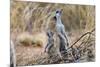 Meerkat Sentry Keeping Watch for Predators-Alan J. S. Weaving-Mounted Photographic Print