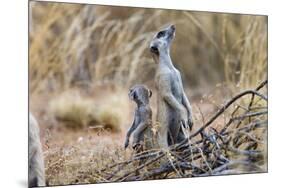 Meerkat Sentry Keeping Watch for Predators-Alan J. S. Weaving-Mounted Photographic Print