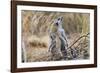 Meerkat Sentry Keeping Watch for Predators-Alan J. S. Weaving-Framed Photographic Print