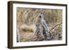 Meerkat Sentry Keeping Watch for Predators-Alan J. S. Weaving-Framed Photographic Print