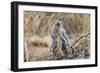 Meerkat Sentry Keeping Watch for Predators-Alan J. S. Weaving-Framed Photographic Print