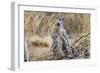 Meerkat Sentry Keeping Watch for Predators-Alan J. S. Weaving-Framed Photographic Print