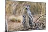 Meerkat Sentry Keeping Watch for Predators-Alan J. S. Weaving-Mounted Photographic Print