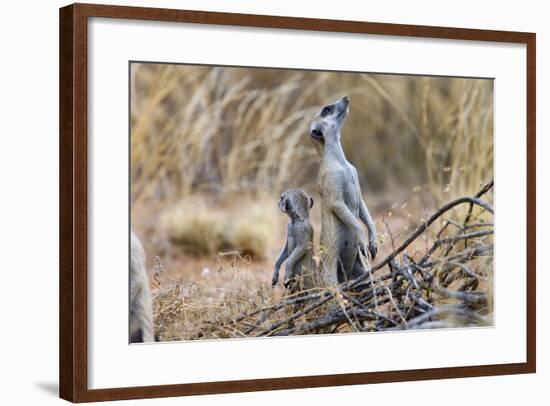 Meerkat Sentry Keeping Watch for Predators-Alan J. S. Weaving-Framed Photographic Print