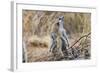 Meerkat Sentry Keeping Watch for Predators-Alan J. S. Weaving-Framed Photographic Print