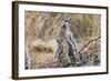 Meerkat Sentry Keeping Watch for Predators-Alan J. S. Weaving-Framed Photographic Print