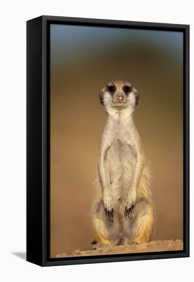 Meerkat Sitting Upright-null-Framed Stretched Canvas
