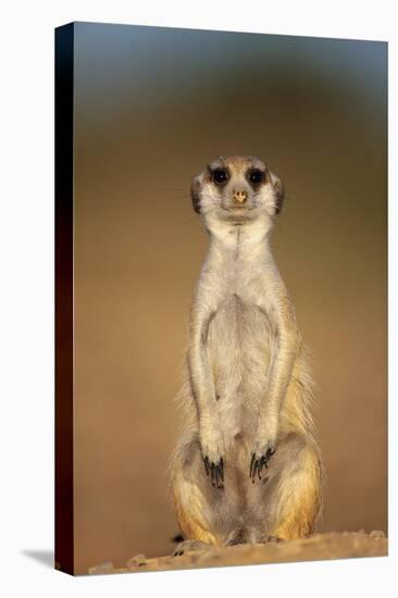 Meerkat Sitting Upright-null-Stretched Canvas