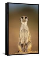 Meerkat Sitting Upright-null-Framed Stretched Canvas