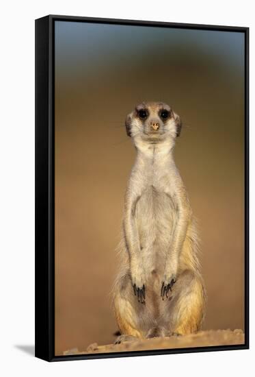 Meerkat Sitting Upright-null-Framed Stretched Canvas