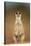 Meerkat Sitting Upright-null-Stretched Canvas