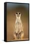 Meerkat Sitting Upright-null-Framed Stretched Canvas