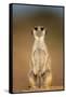 Meerkat Sitting Upright-null-Framed Stretched Canvas