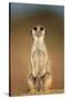 Meerkat Sitting Upright-null-Stretched Canvas