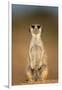 Meerkat Sitting Upright-null-Framed Photographic Print