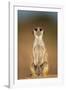 Meerkat Sitting Upright-null-Framed Photographic Print