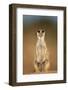 Meerkat Sitting Upright-null-Framed Photographic Print