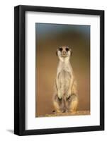 Meerkat Sitting Upright-null-Framed Photographic Print