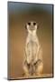 Meerkat Sitting Upright-null-Mounted Photographic Print