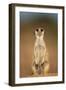 Meerkat Sitting Upright-null-Framed Photographic Print