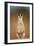 Meerkat Sitting Upright-null-Framed Photographic Print