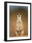 Meerkat Sitting Upright-null-Framed Photographic Print