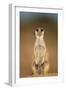 Meerkat Sitting Upright-null-Framed Photographic Print