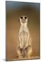 Meerkat Sitting Upright-null-Mounted Photographic Print